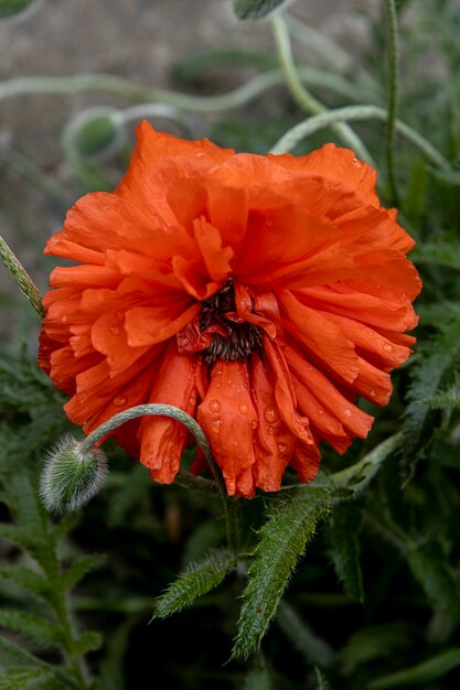 La fleur de pavot a fleuri près d'une clôture tressée