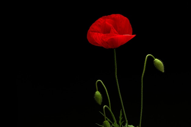 Fleur de pavot sur fond noir isolé