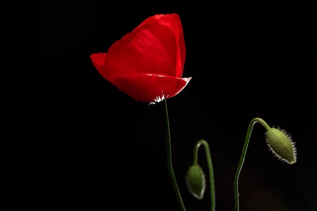 Fleur de pavot sur fond noir isolé