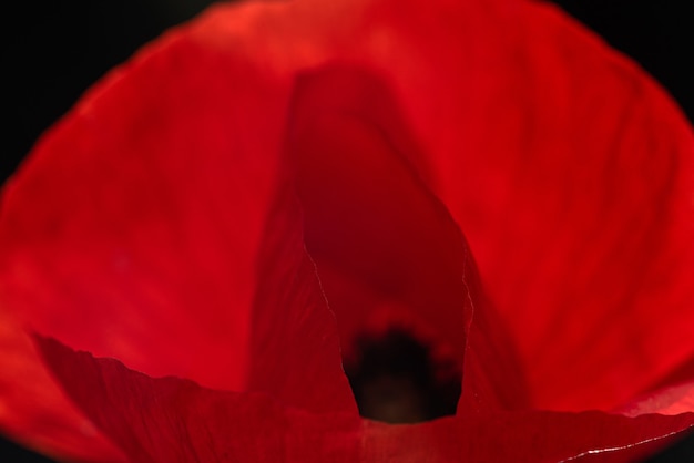 Fleur de pavot sur fond noir isolé