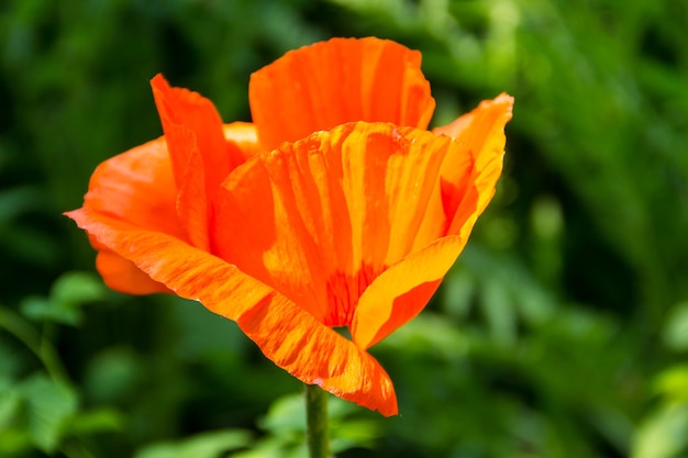 Fleur de pavot orange dans le jardin