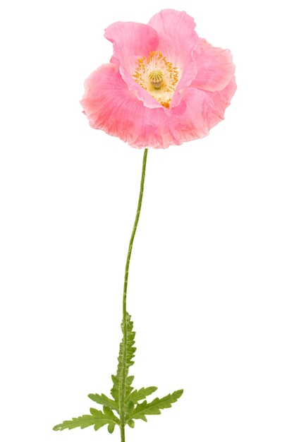 Fleur de pavot rose lat Papaver isolé sur fond blanc