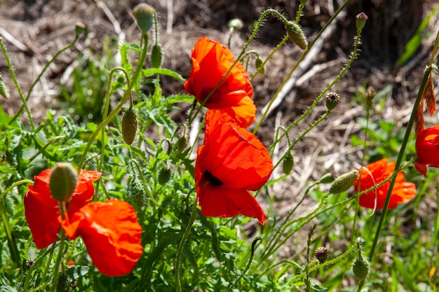 Fleur de pavot rouge au printemps