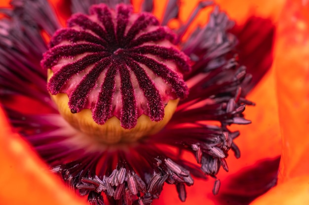 Fleur de pavot rouge close up sur fond de végétation floue