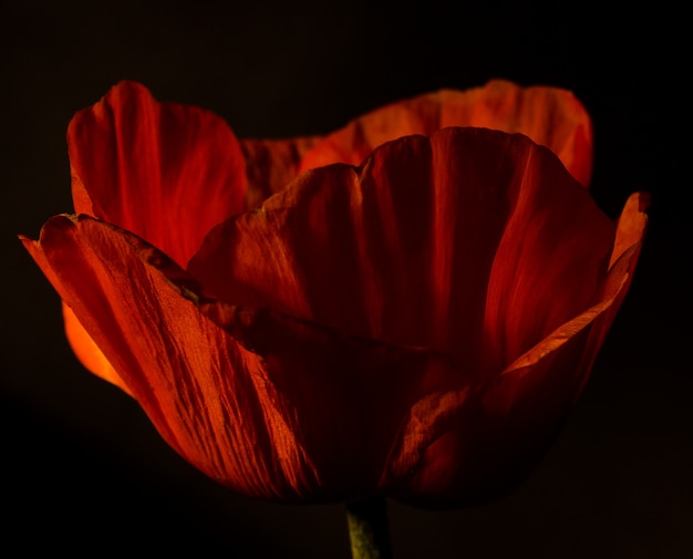 Fleur de pavot rouge contre le noir.