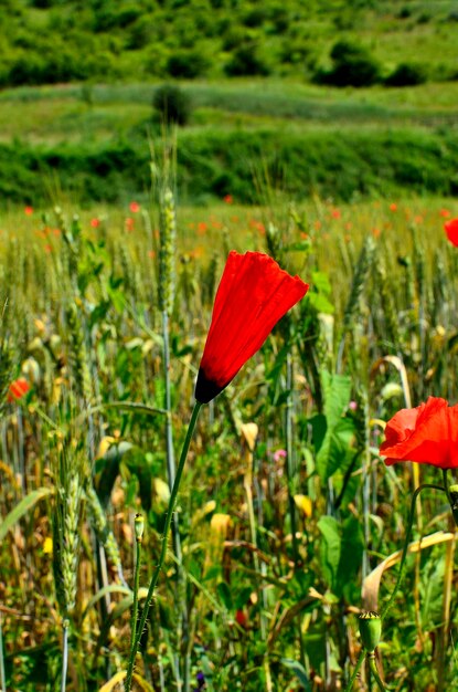 Une fleur de pavot rouge dans un champ de blé doré pendant l'été à la campagne en Transylvanie