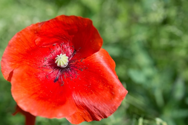 Fleur de pavot rouge dans le champ d'été sur fond d'herbe verte