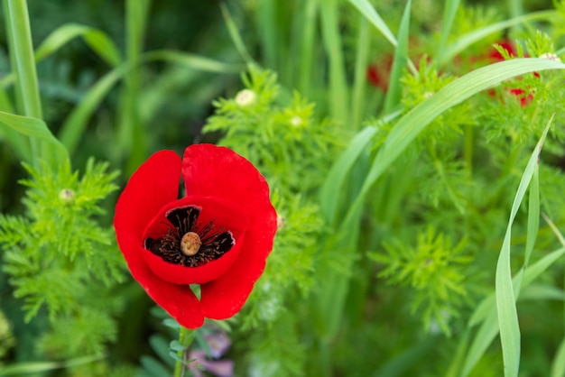 Fleur de pavot rouge dans le champ