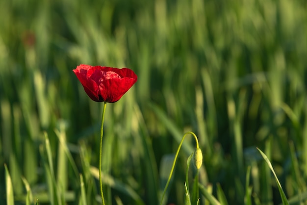 Fleur de pavot rouge dans le champ