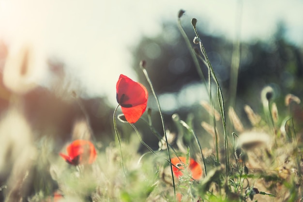 Fleur de pavot rouge dans le domaine au coucher du soleil