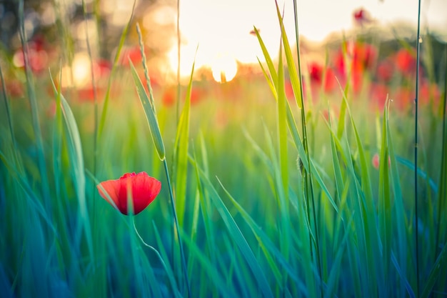 Fleur de pavot rouge dans une prairie d'herbe verte au coucher du soleil dans un paysage de champ d'été Floral d'été idyllique