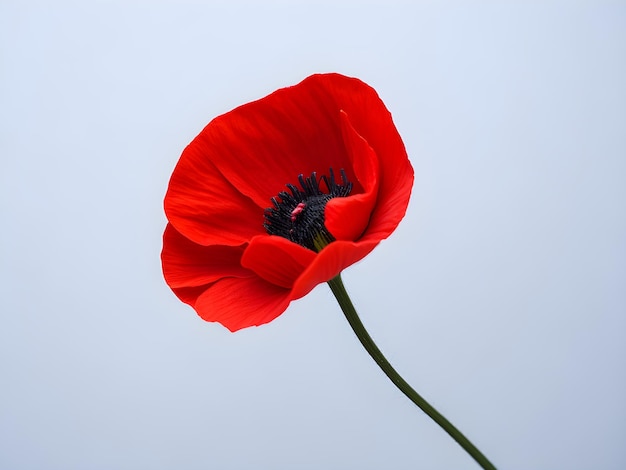 Une fleur de pavot rouge sur fond blanc