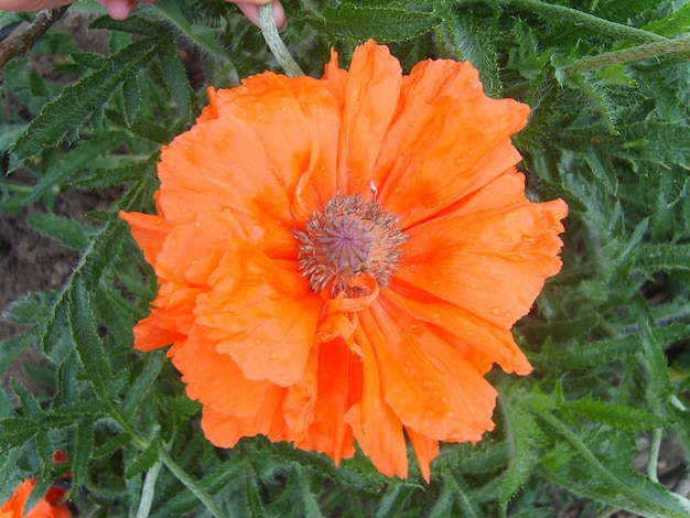 Fleur de pavot rouge en photo de feuillage vert