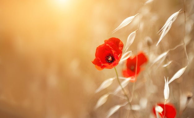 Fleur de pavot rouge et plantes d'avoine dans la forêt d'été. Fond de belle nature