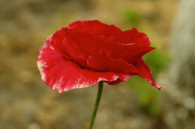 Fleur de pavot rouge qui fleurit sur le terrain, fond floral de printemps naturel, peut être utilisé comme image pour le jour du souvenir et de la réconciliation