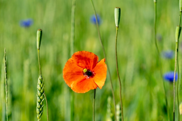 Photo fleur de pavot rouge sauvage sur un pré se bouchent