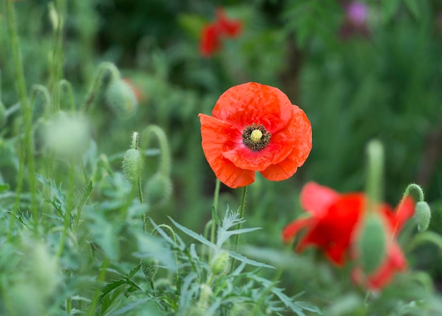 Fleur de pavot rouge vif dans le domaine 2