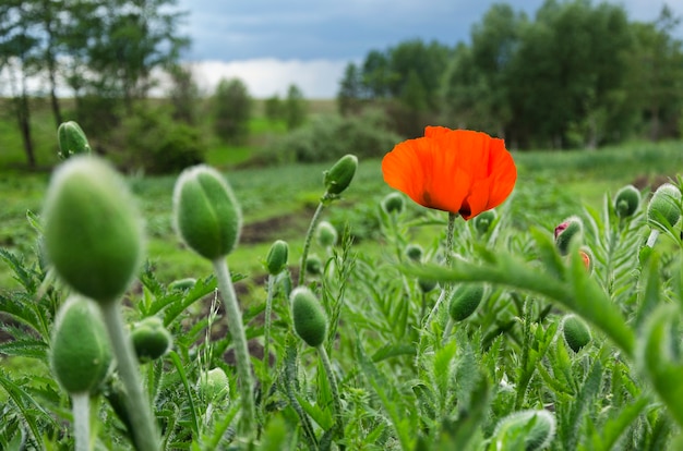 Fleur de pavot rouge vif dans le domaine 2