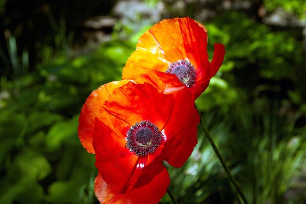 Fleur de pavot rouge