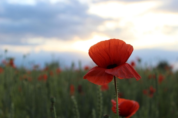 Fleur de pavot sauvage parmi le champ Culture céréalière en cours de maturation de la nouvelle récolte Champ de blé blé vert sur fond de nuages au coucher du soleil Champ de blé vert et de coquelicots rouges