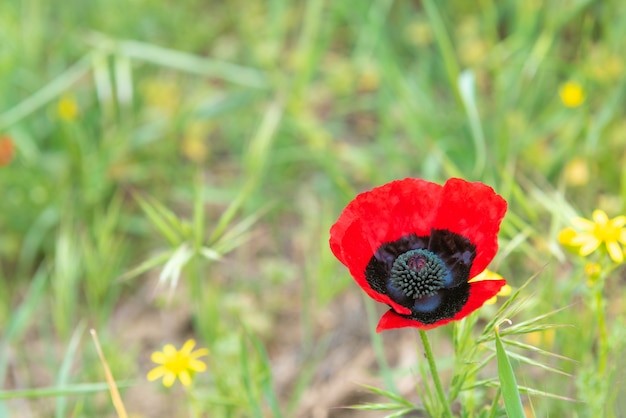 Fleur de pavot sauvage rouge dans le champ