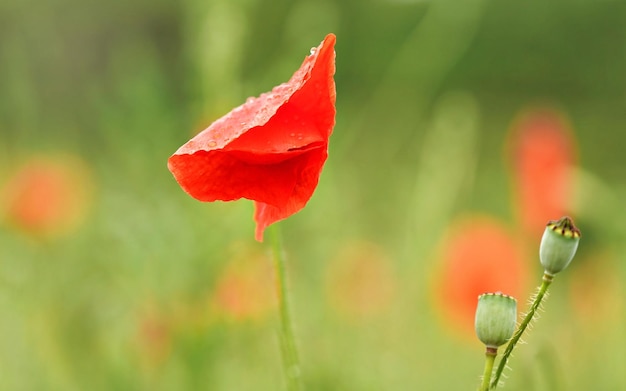 Fleur de pavot sauvage rouge vif, pétales mouillés par la pluie, fond de champ vert flou