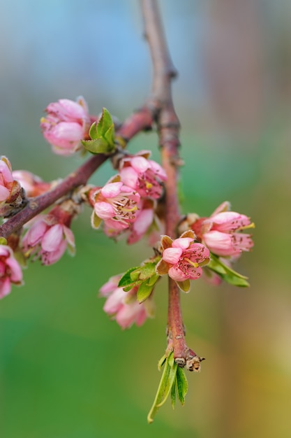 Fleur de pêche dans le jardin. Beau printemps