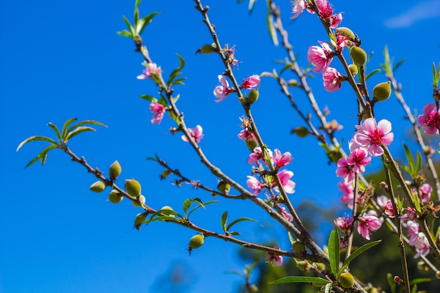 Fleur de pêche rose avec la couleur du ciel sombre