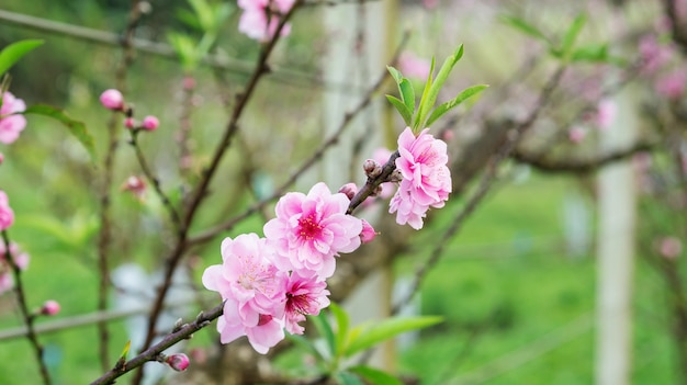 Fleur de pêche rose dans le jardin