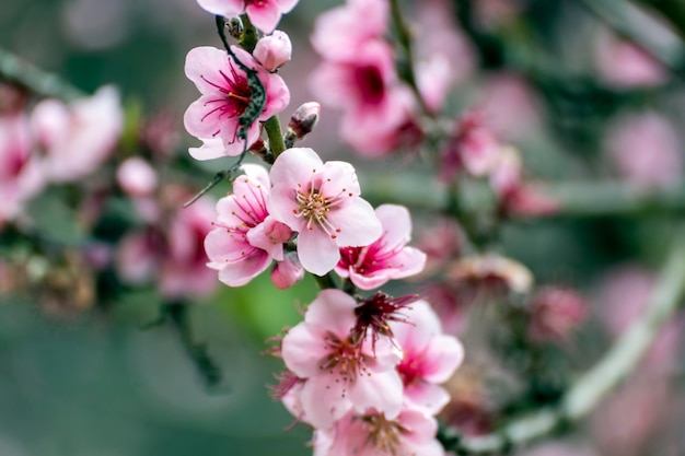 fleur de pêche