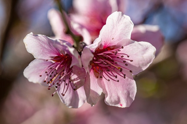 Fleur de pêcher au printemps, image prise avec un objectif macro