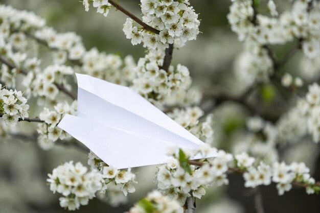 Fleur de pêcher sur fond blanc et avion en papier