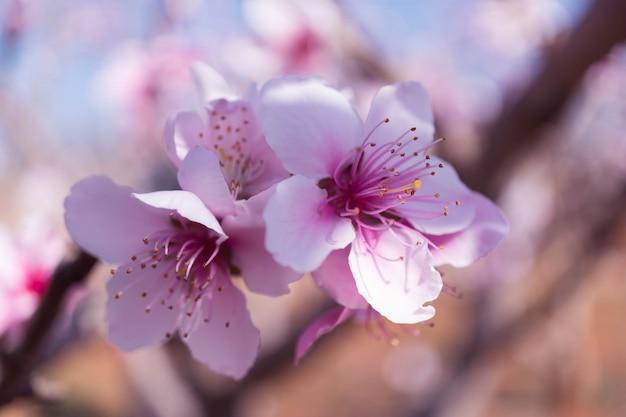 Fleur de pêcher rose avec fond flou