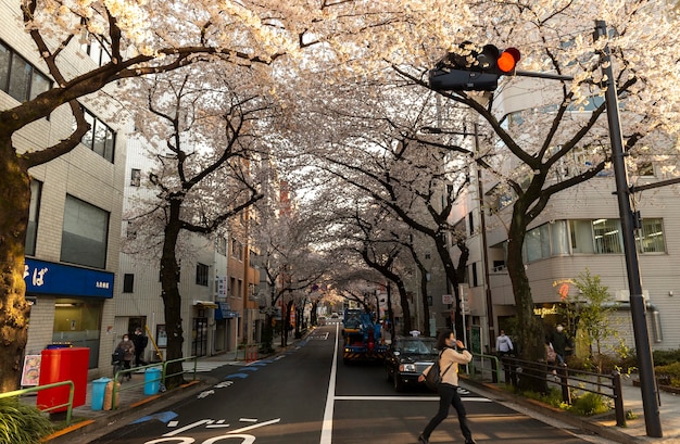 Fleur de pêcher à Tokyo