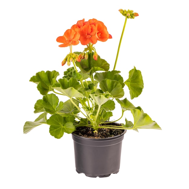 Fleur de pélargonium orange