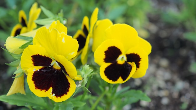 Fleur de pensée ou d'alto dans le jardin du Japon.