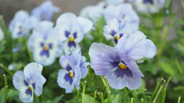 Fleur de pensée ou d'alto dans le jardin.