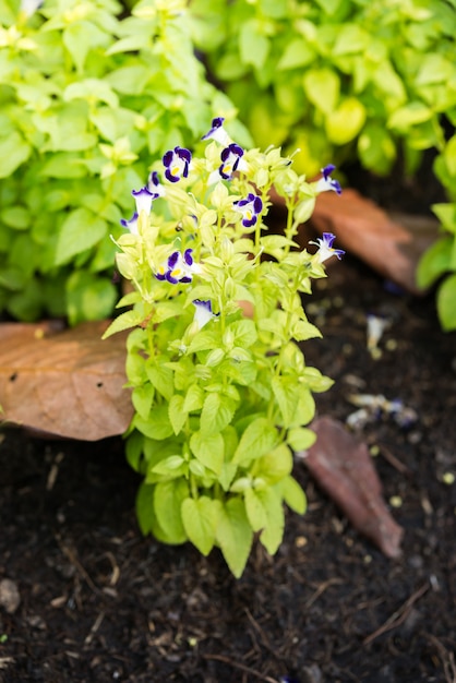 Fleur de pensée tricolore