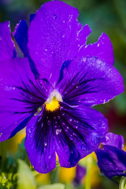 Fleur de pensée violette