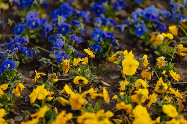 La fleur de pensées bleues et jaunes est plantée comme drapeau de l'Ukraine Viola cornuta Violaceae