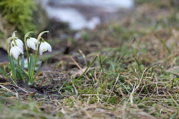 Une fleur de perce-neige est dans l'herbe