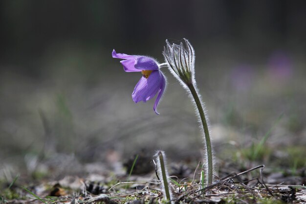 Fleur de perce-neige lilas de printemps dans une clairière de la forêt