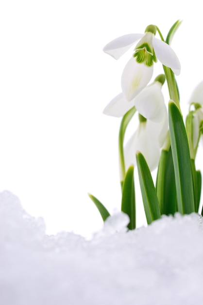 Fleur de perce-neige sortant de la vraie neige isolée sur blanc.