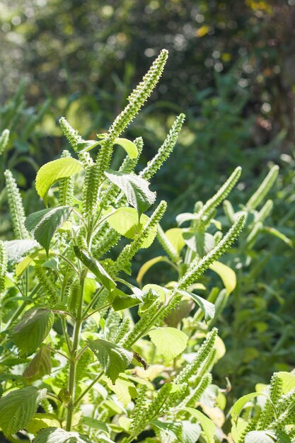 Fleur de Perilla.