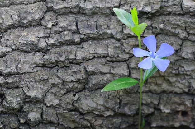 Fleur de pervenche sur le fond d'une écorce d'arbre tombé. L'arrière-plan naturel pour la conception