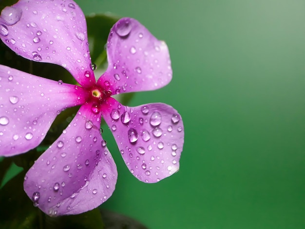 Une fleur de pervenche rose pourpre avec des gouttelettes d'eau dessus et des feuilles vertes en arrière-plan