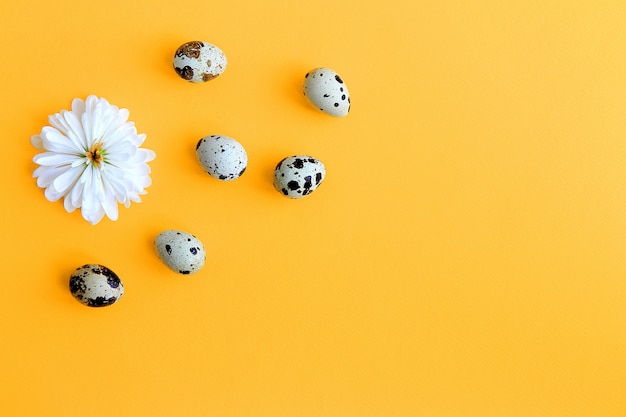 Fleur Avec Des Pétales Blancs Et Des Oeufs De Caille Sur Un Concept De Pâques De Fond Jaune.