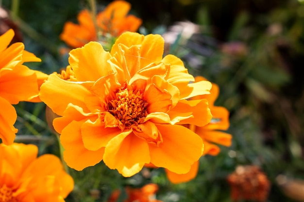 Fleur avec pétales orange libre sur fond vert