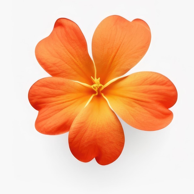 Une fleur avec des pétales orange qui dit " la date "