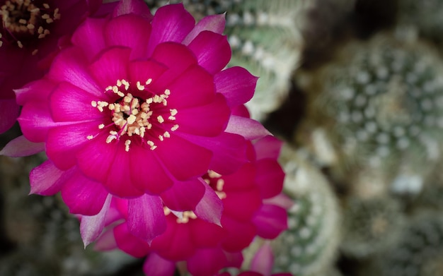 Photo fleur avec des pétales roses frais c'est une fleur d'une espèce de cactus lobivia avec des étamines jaunes des étamines longues sont placées dans un coin de l'image avec un fond flou de tiges de caktus